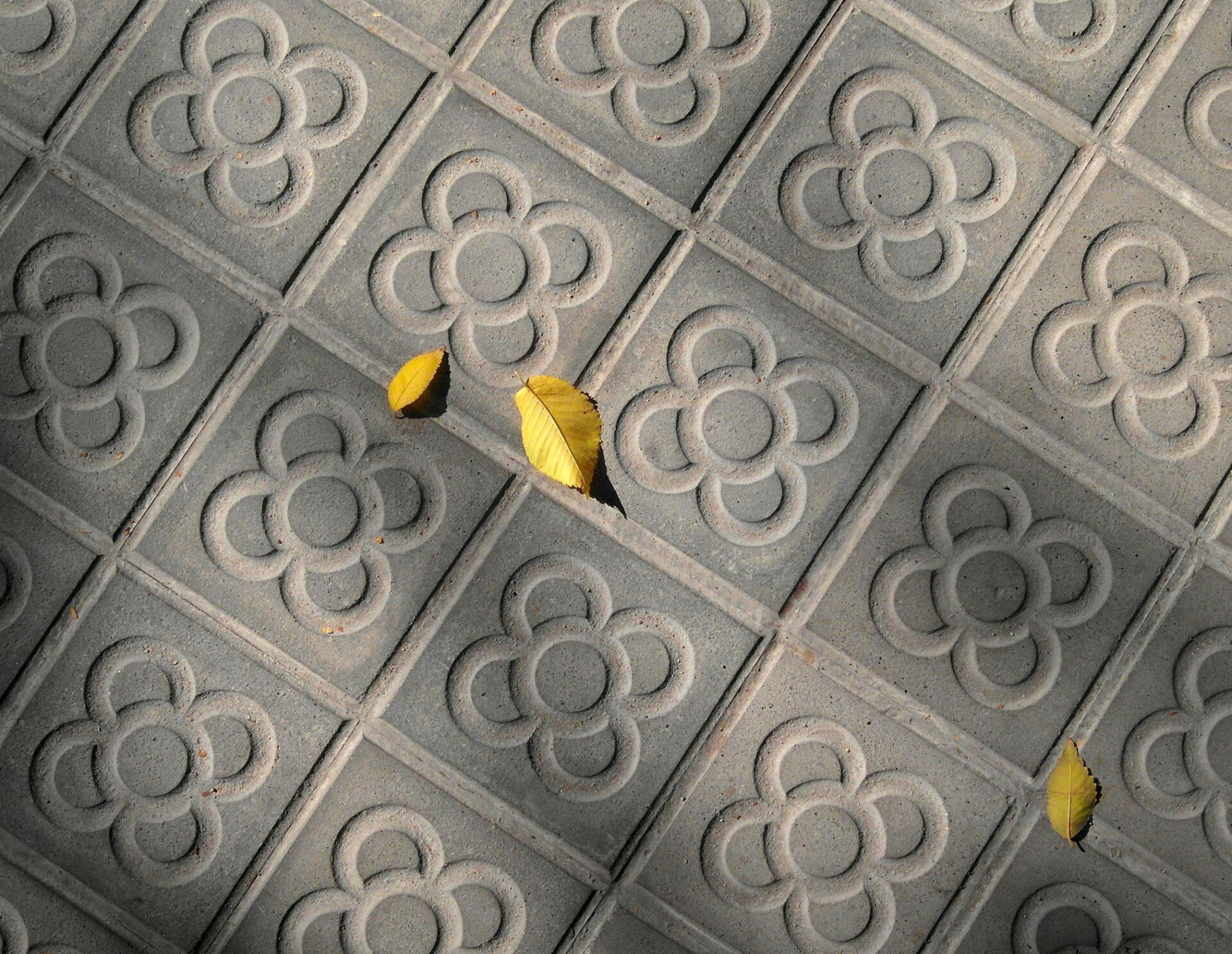 PANOT FLOR BARCELONA ©VICENTE ZAMBRANO